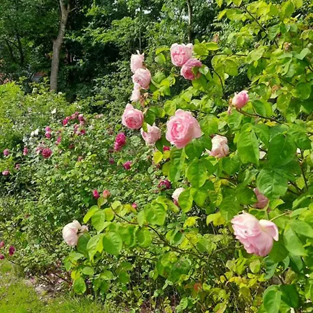 Apartament Gluecksiel Sankt Peter-Ording